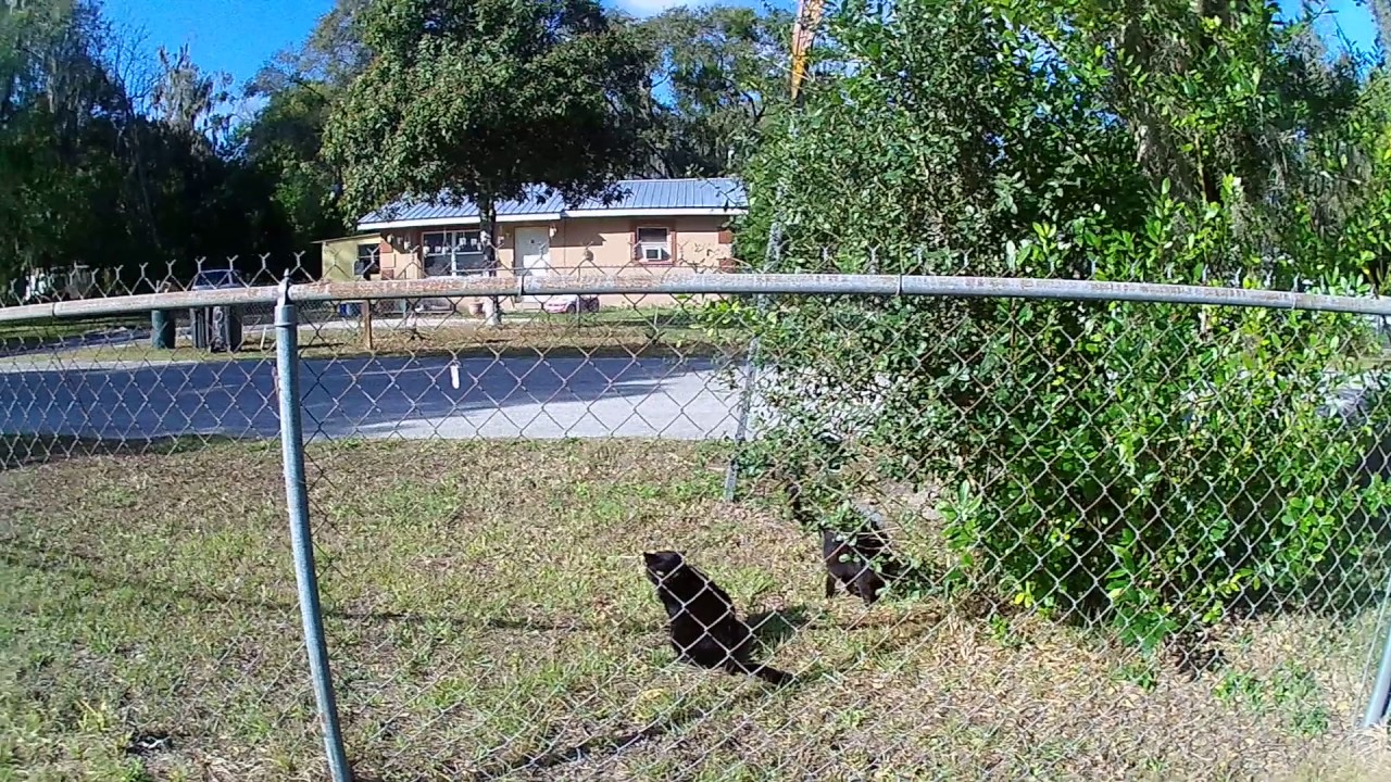 neighborhood cats  12 27 2021 plant  city florida  YouTube