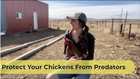 How To Keep Your Chickens Safe From Predators | 6 Tips