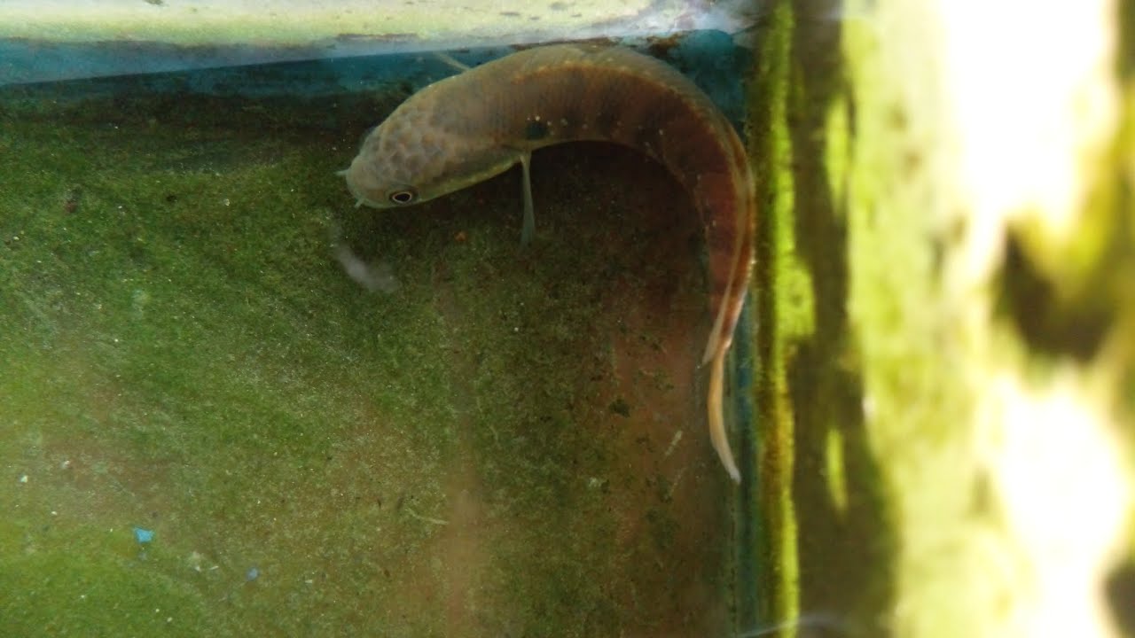 නයි  පැටියයි අනිත් මාලුයි