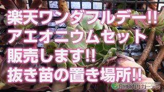 多肉植物】楽天ワンダフルデー!!アエオニウムセット販売します!!抜き苗