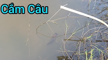 Cắm Câu Cá Lóc Bằng Mồi Trùng // Hoàng Anh Trà Vinh Vlogs