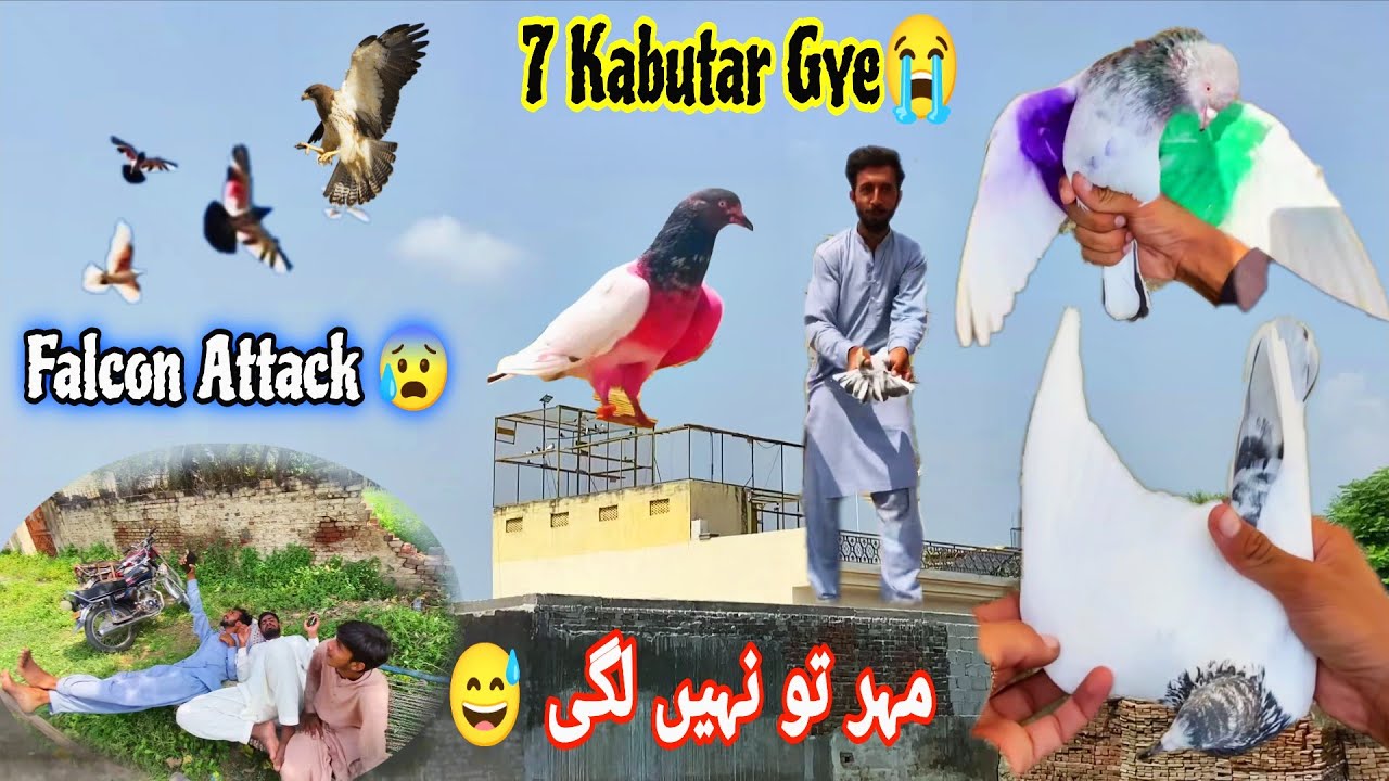 Сегодня погода испортилась 😭 7 голубей в небе🥹