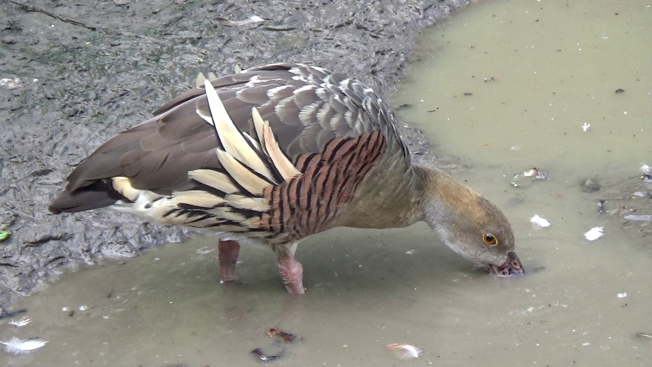 Plumed Whistling Ducks