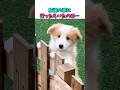 友達の家に行ったらいたのは…
