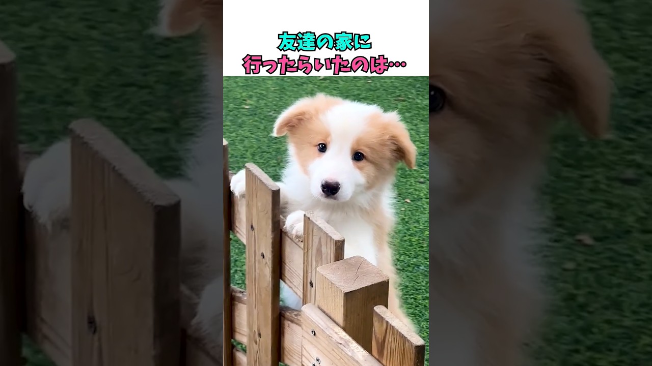友達の家に行ったらいたのは…