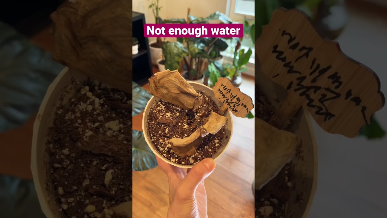 Overwatering or Under Watering: Plant Care 