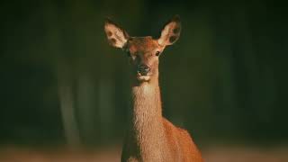 LOUISE ATTAQUE VS HELGA @PW_Thorn