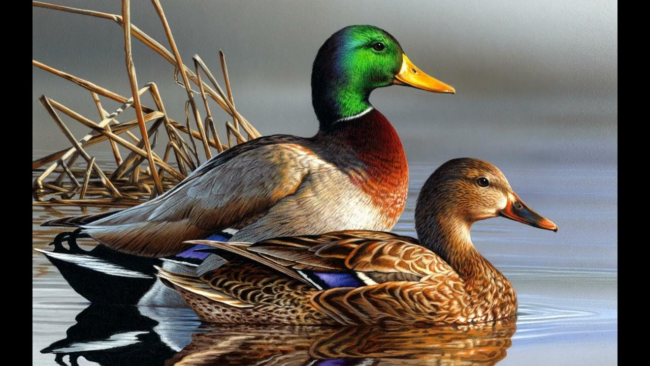 ГОЛОС КРЯКВЫ МАНОК НА УТКУ - YouTube