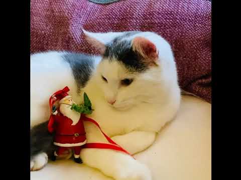 Cookie vous souhaite un joyeux Noël