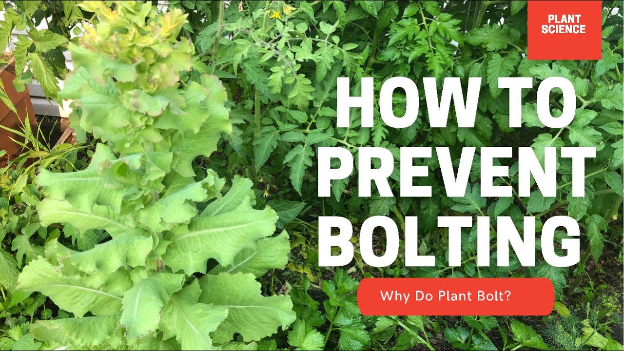 How To Prevent Bolting? Why Do Plants Bolt In The Heat? Gardening in