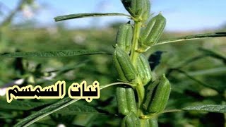 اللي أول مره يشوف السمسم يدخل يشوف نبذه مختصره عن نبات السمسم