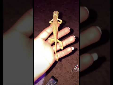 طريقة اكل الحرباء 