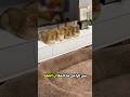 الولد دا اشتري سرير ضخم للقطط 😲