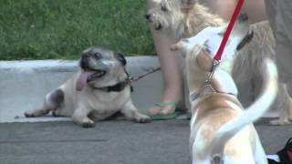 Free Rabies Vaccination Clinics Offered in Montgomery County