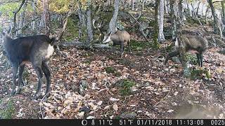 Chamois sur la crête brumeuse