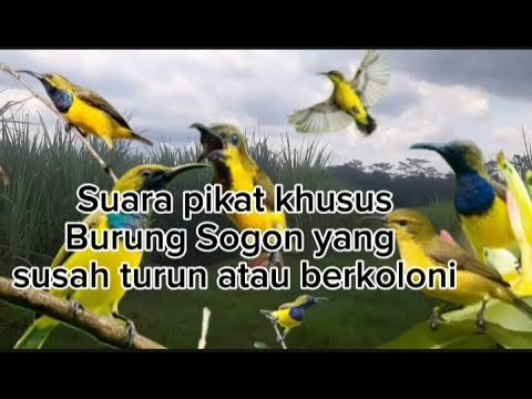 Suara pikat burung sogon _ Khusus untuk yang berkoloni dan susah turun
