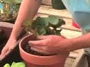 Video: Begonia Tuberous