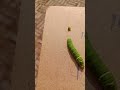 caterpillar frass #photography #caterpillar
