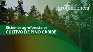 Sistemas agroforestales | Cultivo de PINO CARIBE