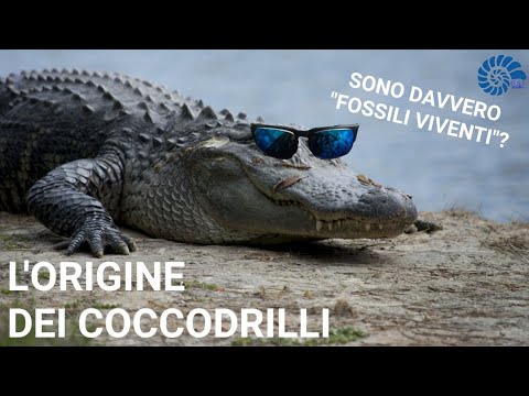 L&rsquo;Origine dei Coccodrilli