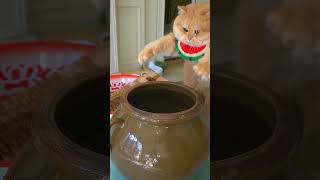 Help the owner wash your clothes and earn some rations.#exlittlebeans #funnyvideo #funnycat