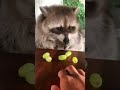 Raccoon Vs Grapes 