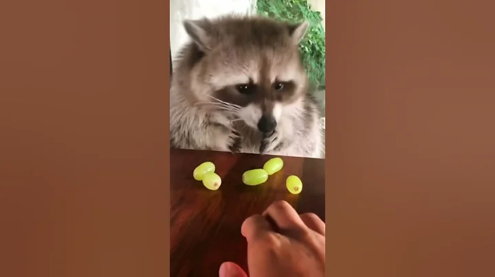 Raccoon vs Grapes