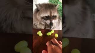 Raccoon vs Grapes