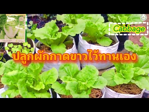 วีดีโอ: ปลูกผักใบเขียว - ผักกาดขาวกินได้