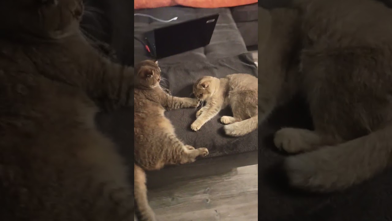 Леопольд и Василиса. Звезда по имени Лео отказывается сниматься...15.09.2025г.