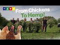 Former Chicken Farmers Switch To Growing Hemp