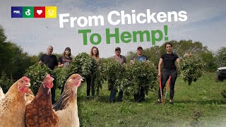 Former Chicken Farmers Switch To Growing Hemp