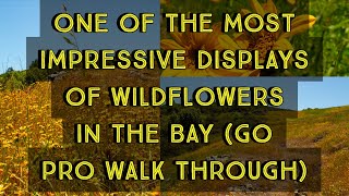 One of the most Impressive places for wildflowers in the Bay Area (Go Pro walkthrough)