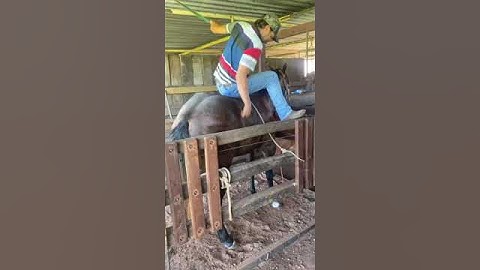 forma de domar un potro bravo indosil sin arriesgar el animal
