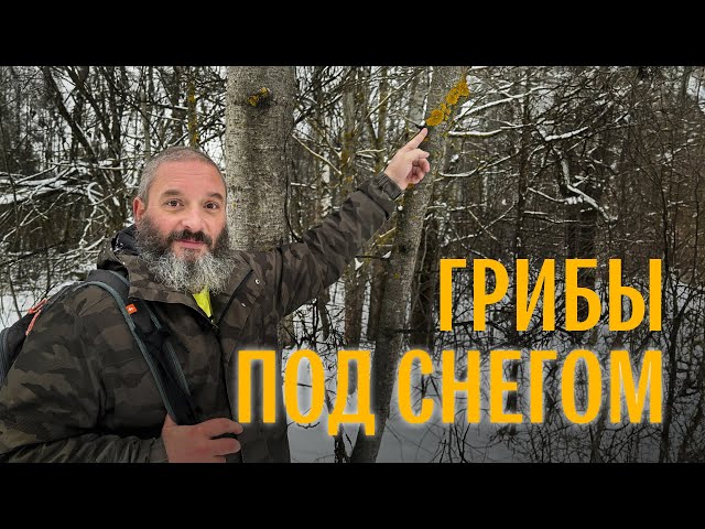 Грибы в середине декабря. Мытищинский лесопарк. Михаил Вишневский