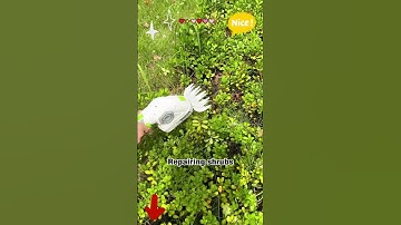 Effortless Trimming! WORKPRO Pink Hedge Shears with Rotatable Handle ✂️🌱✨#garden #tips #tools #fyp