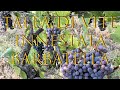 Come fare TALEE di VITE (Innesto-Barbatella) /how to reproduce the vine plant - con Vite Americana