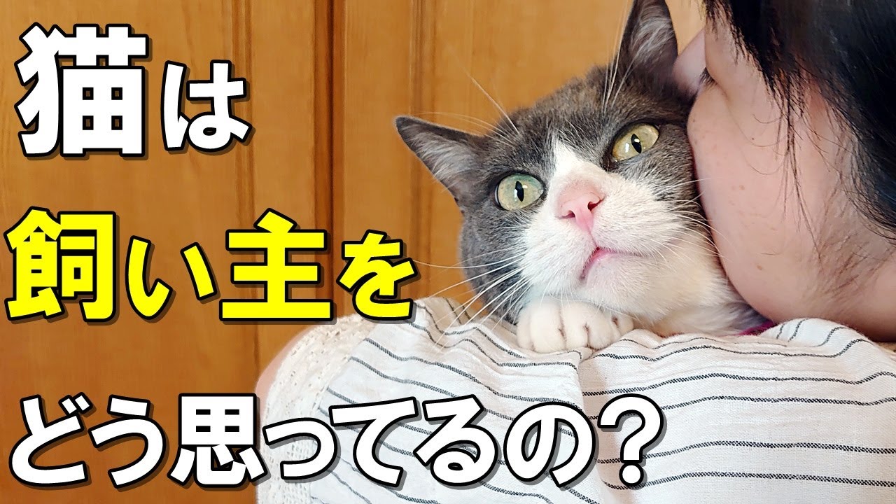 猫 は 飼い主 を どう 思っ てる