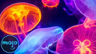 Top 10 Weirdest Glow In The Dark Creatures