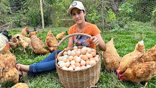 Como ter alta PRODUÇÃO DE OVOS de Galinha Caipira, mais de 100 ovos por semana