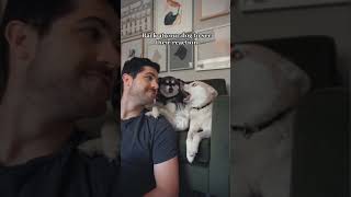 Dramatic Mini Husky Talks Back To Owner