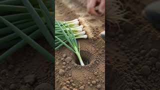 🌱 Amazing Onion Planting Tool! Fast & Easy Farming Hack 🚜#shorts