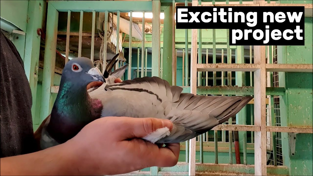 Ember Grizzle Racing Pigeon Breeding Project
