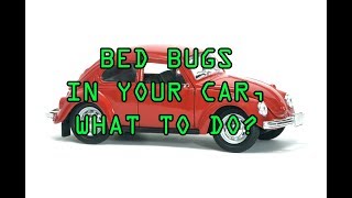 BED BUGS, MITES, FLEAS in the car! How to treat your car for bugs  it is possible to treat cars