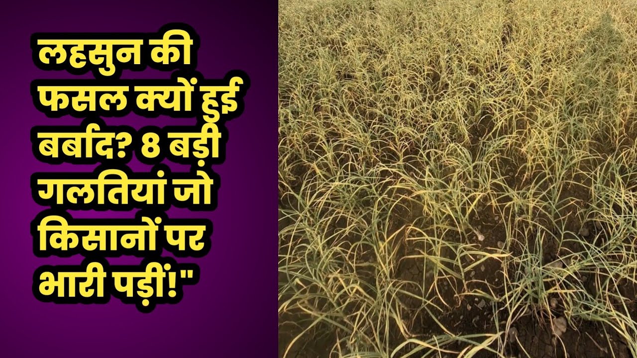 इस साल लहसुन में दवाइयां फेल क्यों? बीमारियों का 'खतरनाक जाल' और हमारा नुकसान!