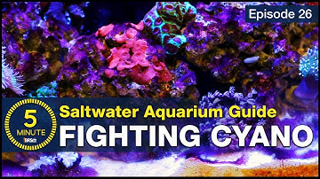 New concept in Cyano control: How to BEAT red cyanobacteria slime algae