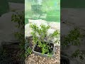 New cherry bushes from Bamboo Plants, May 8, 2026, zone 5B.