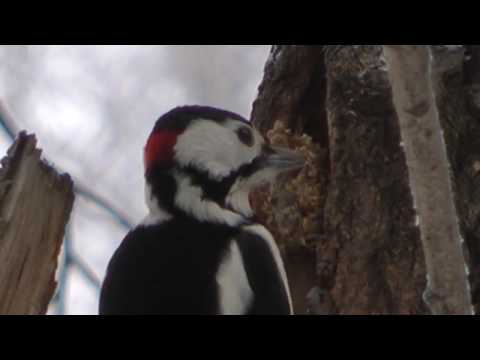 Чем питается дятел зимой, большой пестрый дятел, Great spotted woodpecker