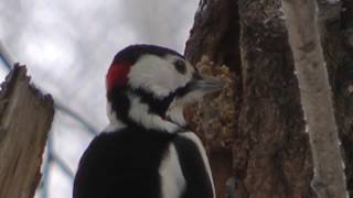 Чем питается дятел зимой, большой пестрый дятел, Great spotted woodpecker