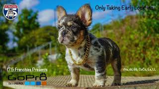 GoPro the Fluffy french BULLDOG by Frenchies Of IG 288 views 1 year ago 5 seconds